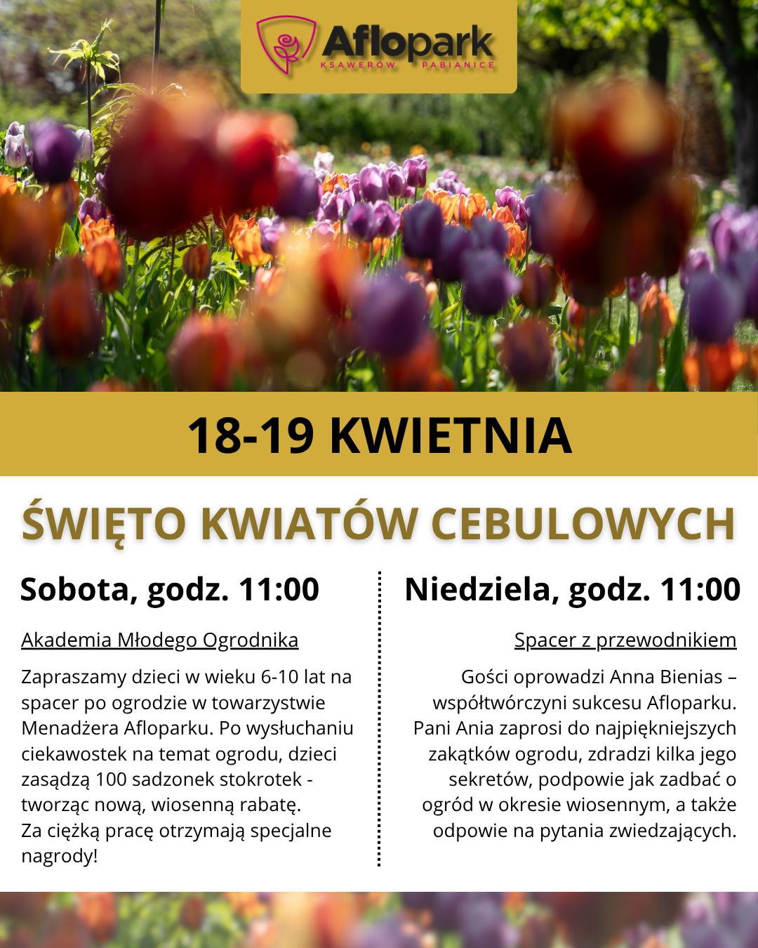 Zapraszamy na święto kwiatów cebulowych!